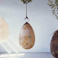Capsula Mundi